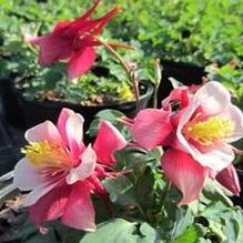 Aquilegia 'Songbird Cardinal' Aquilegia 'Songbird Cardinal'