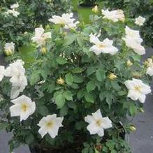 Rosa White Knock Out® Rosa White Knock Out®
