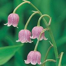 Convallaria majalis 'Rosea' Convallaria majalis 'Rosea'