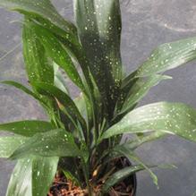 Aspidistra 'Milky Way' Aspidistra 'Milky Way'
