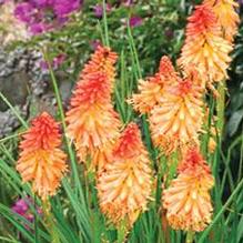 Kniphofia 'Creamsicle' Kniphofia 'Creamsicle'