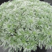 Artemisia 'Silver Mound'