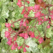 Heuchera 'Snow Angel' Heuchera 'Snow Angel'