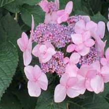 Hydrangea macrophylla 'Twist-N-Shout' Hydrangea macrophylla 'Twist-N-Shout'
