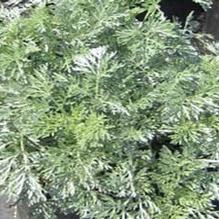 Artemisia 'Powis Castle' Artemisia 'Powis Castle'