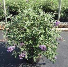 Buddleia Flutterby Petite® 'Blue Heaven' Buddleia Flutterby Petite® 'Blue Heaven'