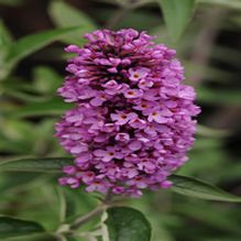 Buddleia Flutterby Petite 'Tutti Fruitti Pink' Buddleia Flutterby Petite 'Tutti Fruitti Pink'