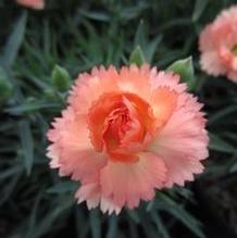 Dianthus 'Super Trouper Orange' Dianthus 'Super Trouper Orange'