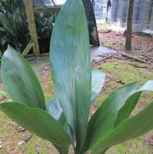 Aspidistra elatior Aspidistra elatior
