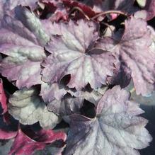 Heuchera 'Stainless Steel' Heuchera 'Stainless Steel'