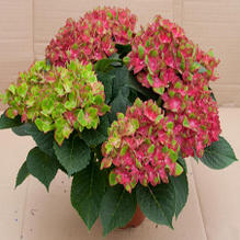 Hydrangea macrophylla 'Pistachio' Hydrangea macrophylla 'Pistachio'