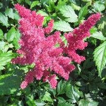 Astilbe 'Fanal'