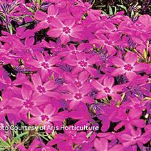 Phlox subulata 'Crimson Beauty'