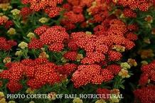 Achillea 'Strawberry Seduction'