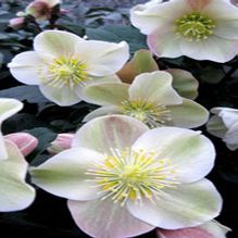 Helleborus 'Cinnamon Snow' Helleborus 'Cinnamon Snow'