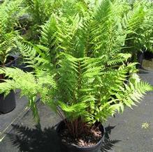 Athyrium 'Lady in Red'
