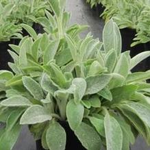 Stachys 'Fuzzy Wuzzy' Stachys 'Fuzzy Wuzzy'