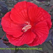 Hibiscus 'Midnight Marvel' Hibiscus 'Midnight Marvel'