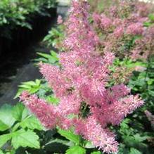 Astilbe 'Rheinland'