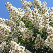 Lagerstroemia 'Natchez' Lagerstroemia 'Natchez'
