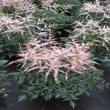 Astilbe 'Sprite' Astilbe 'Sprite'