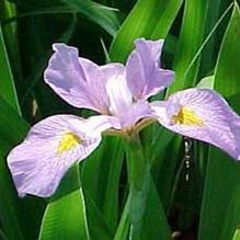 Iris virginica 'Contraband Girl'