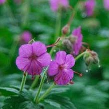 Geranium 'Bevans Variety'