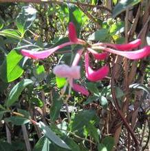 Lonicera 'Peaches & Cream' Lonicera 'Peaches & Cream'