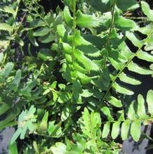 Polystichum acrostichoides Polystichum acrostichoides