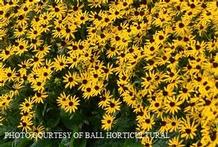 Rudbeckia 'Little Goldstar' Rudbeckia 'Little Goldstar'
