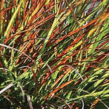 Pennisetum alopecuroides 'Burgundy Bunny' Pennisetum alopecuroides 'Burgundy Bunny'
