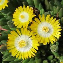 Delosperma 'Peridot' Delosperma 'Peridot'