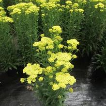 Achillea 'Sunny Seduction'