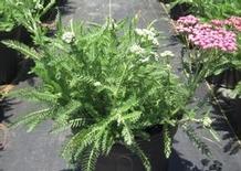 Achillea 'Pink Grapefruit' Achillea 'Pink Grapefruit'