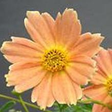 Coreopsis 'Creme Caramel™' Coreopsis 'Creme Caramel™'
