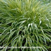 Hakonchloa 'Aureola' Hakonchloa 'Aureola'