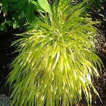 Hakonchloa 'All Gold' Hakonchloa 'All Gold'