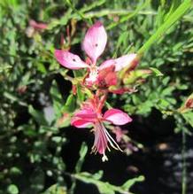 Gaura 'Rosy Jane' Gaura 'Rosy Jane'