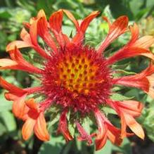 Gaillardia 'Fanfare Blaze' Gaillardia 'Fanfare Blaze'