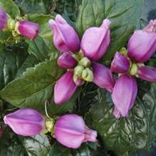 Chelone 'Hot Lips' Chelone 'Hot Lips'