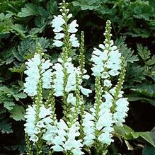 Physostegia 'Miss Manners' Physostegia 'Miss Manners'