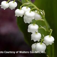 Convallaria majalis Convallaria majalis