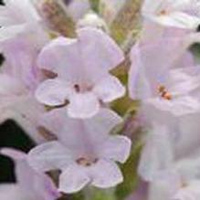 Lavandula 'Ellagance Pink' Lavandula 'Ellagance Pink'