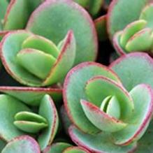 Sedum 'Lime Zinger' Sedum 'Lime Zinger'