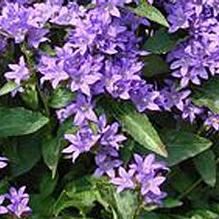 Campanula glomerata 'Freya' Campanula glomerata 'Freya'