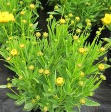 Coreopsis 'Early Sunrise' Coreopsis 'Early Sunrise'