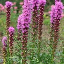 Liatris 'Kobold' Liatris 'Kobold'