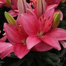 Lilium Lily Looks™ 'Tiny Toons' Lilium Lily Looks™ 'Tiny Toons'
