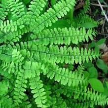 Adiantum pendatum Adiantum pendatum