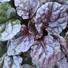 Ajuga 'Black Scallop'